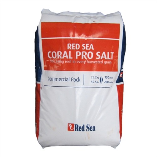 Red sea coral - sea,