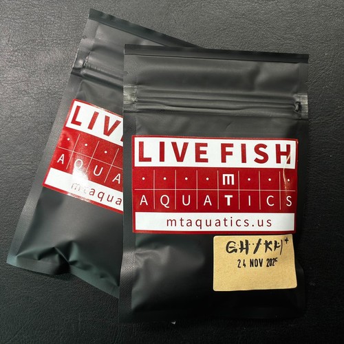 Aquatics premium shrimp - mt,